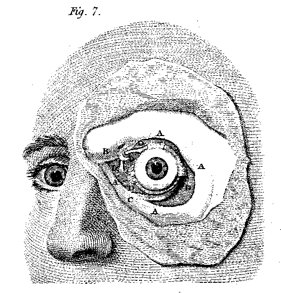 frontal
view of eye + muscles in
head
